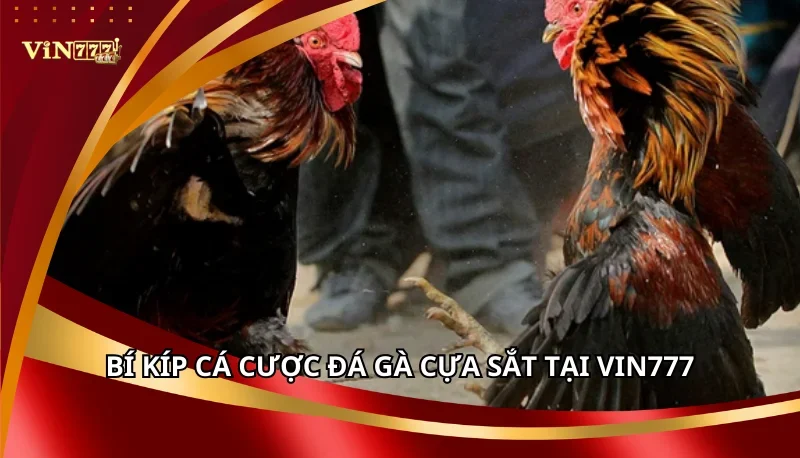Đá Gà Cựa Sắt Vin777: Cẩm Nang Thuật Ngữ Và Luật Chơi A-Z 7 Bí kíp cá cược đá gà cựa sắt tại Vin777