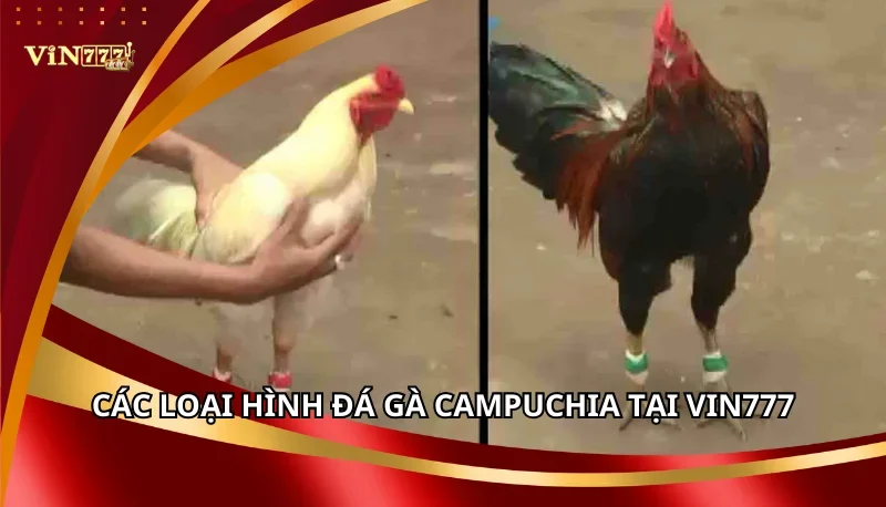 Đá Gà Campuchia Vin777: Các Loại Hình Và Thể Loại Cược Chi Tiết 7 Các loại hình Đá gà Campuchia tại Vin777
