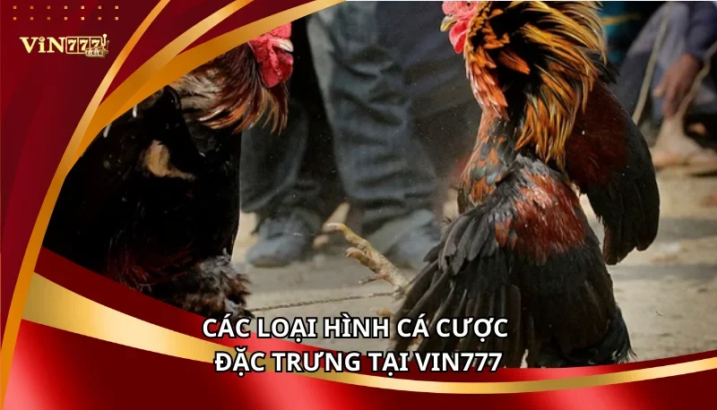 Đá Gà Campuchia Vin777: Các Loại Hình Và Thể Loại Cược Chi Tiết 6 Các loại hình cá cược đặc trưng tại Vin777