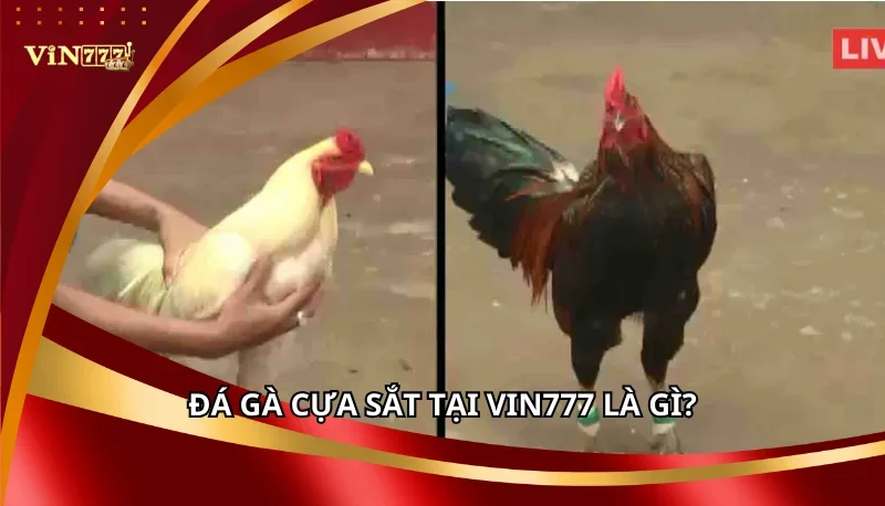 Đá Gà Cựa Sắt Vin777: Cẩm Nang Thuật Ngữ Và Luật Chơi A-Z 5 Đá gà cựa sắt tại Vin777 là gì?