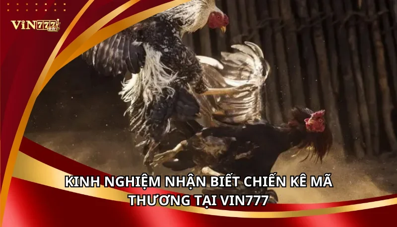 Đá Gà Mã Thương Vin777: Kinh Nghiệm Nhận Biết Chiến Kê Hiệu Quả 7 Kinh nghiệm nhận biết chiến kê mã thương tại VIN777