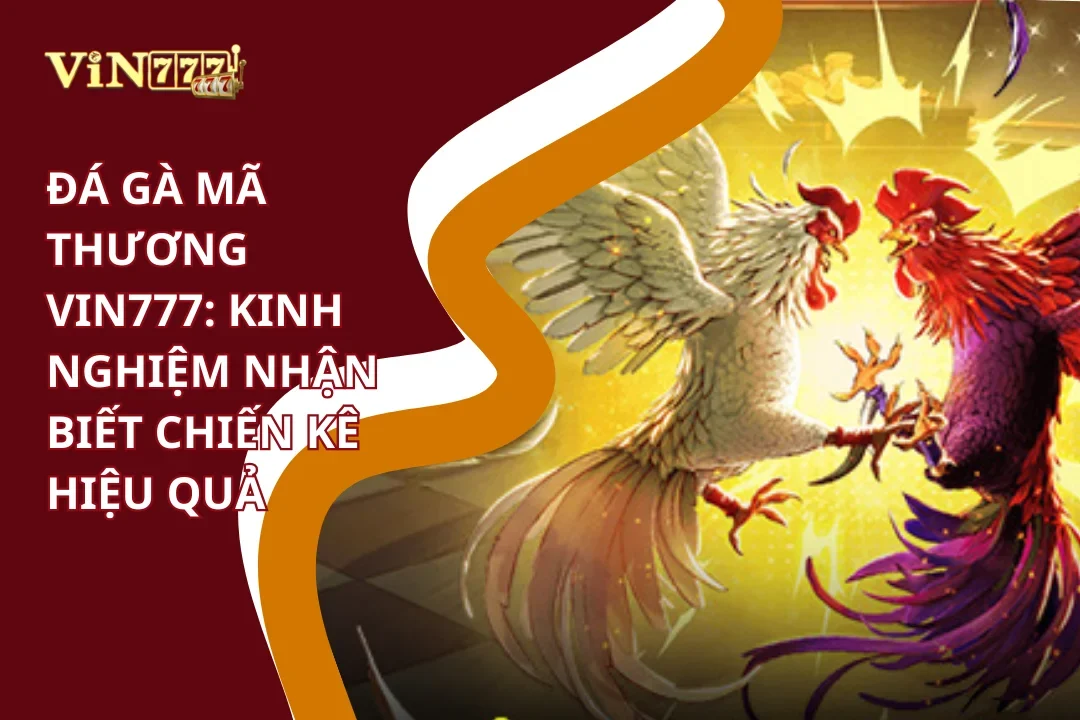 Đá Gà Mã Thương Vin777: Kinh Nghiệm Nhận Biết Chiến Kê Hiệu Quả 5 Đá gà mã thương kinh nghiệm Vin777